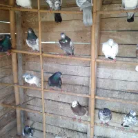 کبوتر|پرنده|رشت, حومه رشت|دیوار