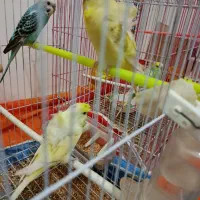 مرغ عشق پروانه آیی