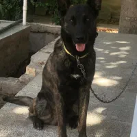 یک جفت توله نر و ماده مالینویز|سگ|مشهد, شهرک صنعتی توس|دیوار