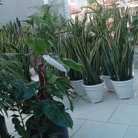 فروش انواع گل گیاه|گل و گیاه طبیعی|مشهد, شهرک صنعتی توس|دیوار