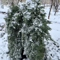 استخدام سرایدار