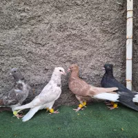 کبوتر دم سفید شش عدد۶سرور دمسفید سیاه زرد