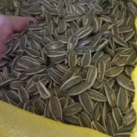 تخمه s400 عمده