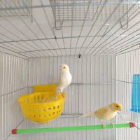 قناری مست آماده جفت|پرنده|هشتگرد, گلسار|دیوار