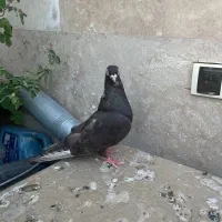 تعدادی کبوتر طوقی ابادانی صربستانی