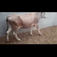 یک عددگاوجرزی