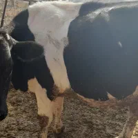 گاو شکم اول با گوساله نر|حیوانات مزرعه|بجنورد, |دیوار