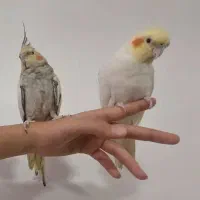 مجموعه عروس هلندی|پرنده|سردشت, |دیوار