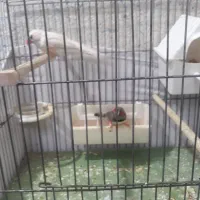 فنچ|پرنده|تهران, زرکش|دیوار