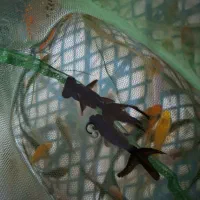 فروش ماهی قرمز|ماهی|بروجن, |دیوار