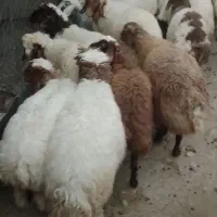 بره بتونی روغنی مال نمونه و سبک