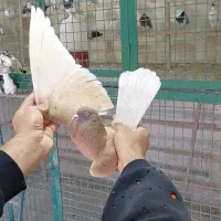 کبوتر پرشی کفتر