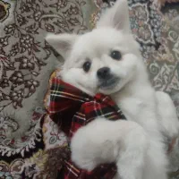 فروش توله ۷ ماهه پامرین پیکینز بسیار زیبا|سگ|تهران, ایوانک|دیوار