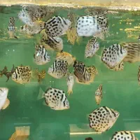 لوچ نواری خوش سایز قاسم آباد فلاحی