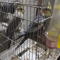 عروس هلندی|پرنده|تهران, تختی|دیوار