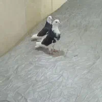 یک جفت کفتر دهن جور ابلغ سیاه تیکه پاره آس پرشی|پرنده|تهران, والفجر (افسریه)|دیوار