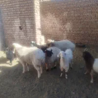 یه بره ماده ودو بره نر فروشی