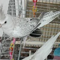 عروس هلندی گمشده