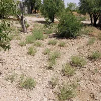 باغچه بکر در مهارلو|فروش زمین و ملک کلنگی|شیراز, شاه قلی بیگی|دیوار