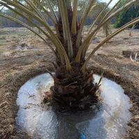 فروش باغ|فروش خانه و ویلا|چغادک, |دیوار