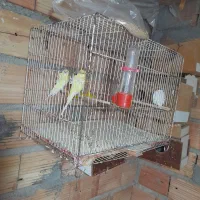مرغ عشق پروانه ای