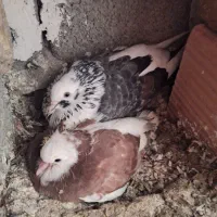 کفتر|پرنده|ماهدشت, |دیوار