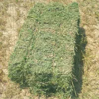 یونجه خشک پرس