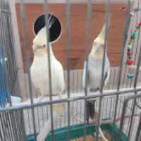 عروس هلندی
