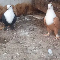 جفت کربلایی