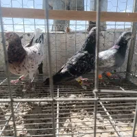 کبوتر کفتر نامور هفت رنگ کرز