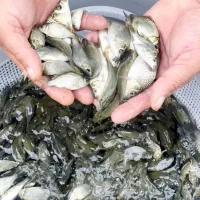 ماهی کپورزبرو زرنگ عمده|ماهی|رشت, حومه رشت|دیوار