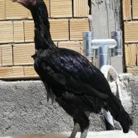 مرغ لاری خروس لاری جوجه