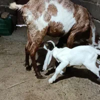 بز پاکستانی اصل|حیوانات مزرعه|کرمان, |دیوار