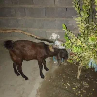 سه عدد تروشت فروشی