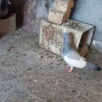 نروماده یهودی آبی|پرنده|مبارکه, |دیوار