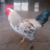 خروس برهما جوان