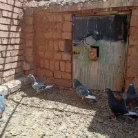 کبوتر
