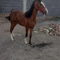 کره مادیون درشوری|اسب و تجهیزات اسبسواری|زرندیه, |دیوار