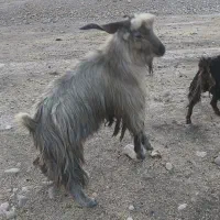 ساورین