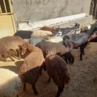 7 راس بز جوان و 7 راس بره