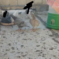 جفت جوجه کفتر
