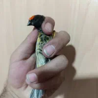جوجه سهره وگلبسر گلدار دهن زن پرتقالی|پرنده|شیراز, کوی زهرا|دیوار