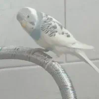 مرغ عشق گمشده