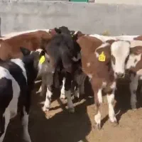 گوساله نر سمینتال|حیوانات مزرعه|اراک, |دیوار