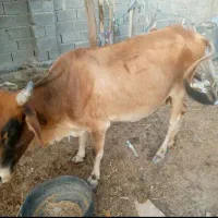 فروش فوری گاو