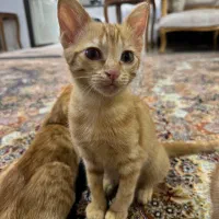 واگذاری گربه رایگان|گربه|رشت, فخب|دیوار