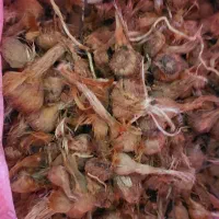 خرید و فروش پیاز زعفران