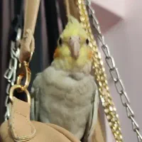 عروس هلندی ماده|پرنده|کارون, |دیوار