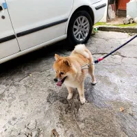 سگ پامرین|سگ|رحیم‌آباد, |دیوار