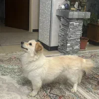 سگ پامرین اشپیتز